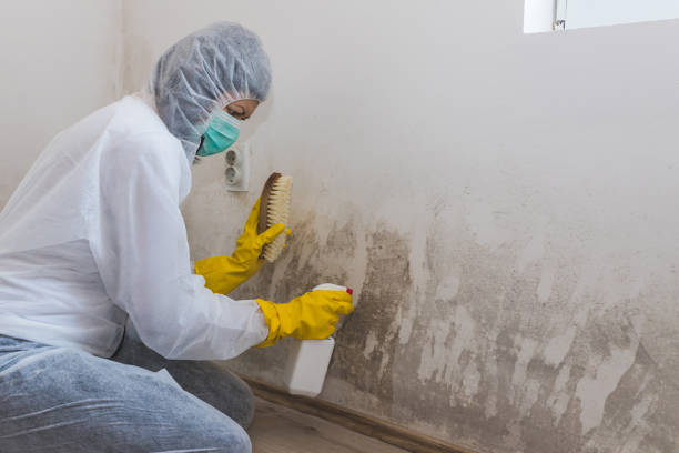 Best Water Damage & Mold Remediation  in Davenport, WA